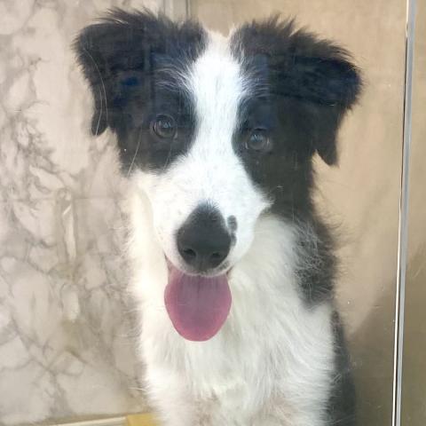 埼玉県のボーダーコリー (NICO PET 三郷店/2025年4月6日生まれ/男の子/ブラックホワイト)の子犬の1枚目の画像