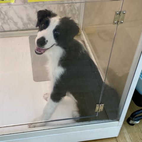 埼玉県のボーダーコリー (NICO PET 三郷店/2025年4月6日生まれ/男の子/ブラックホワイト)の子犬の2枚目の画像