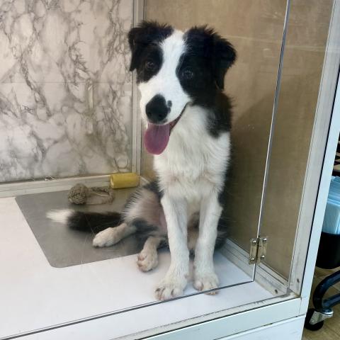 埼玉県のボーダーコリー (NICO PET 三郷店/2025年4月6日生まれ/男の子/ブラックホワイト)の子犬の4枚目の画像