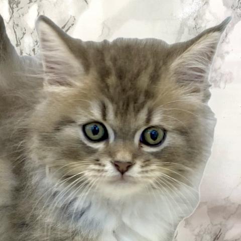 スコティッシュフォールド