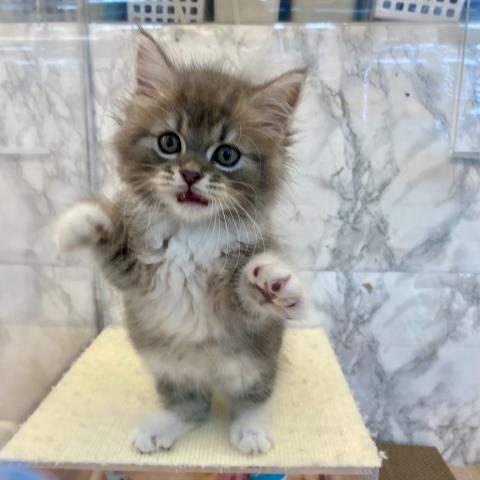 スコティッシュフォールド