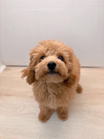石川県のトイプードル(トイ) (ペットアミ 津幡店/2025年4月18日生まれ/男の子/レッド)の子犬の3枚目の画像