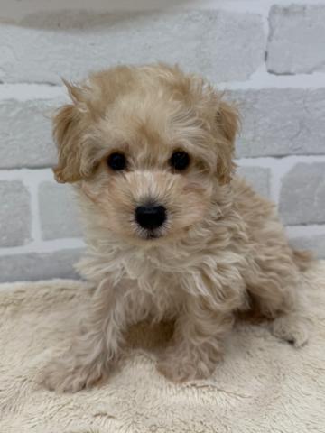 三重県のトイプードル(トイ) (ペットアミ 松阪店/2025年5月29日生まれ/男の子/アプリコット)の子犬の1枚目の画像