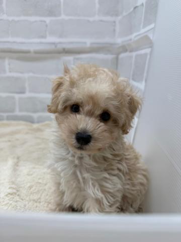 三重県のトイプードル(トイ) (ペットアミ 松阪店/2025年5月29日生まれ/男の子/アプリコット)の子犬の2枚目の画像