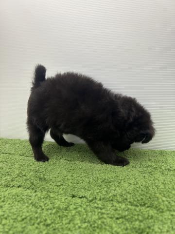 秋田県のハーフ犬・ミックス犬 (ペットアミ 本荘インター店/2025年6月7日生まれ/男の子/シルバー)の子犬の2枚目の画像