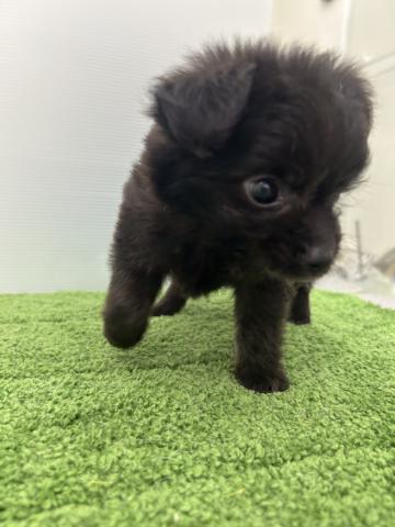 秋田県のハーフ犬・ミックス犬 (ペットアミ 本荘インター店/2025年6月7日生まれ/男の子/シルバー)の子犬の3枚目の画像