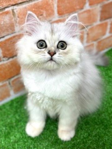 新潟県のペルシャ・ヒマラヤン (ペットアミ 柏崎店/2025年5月17日生まれ/男の子/チンチラシルバー)の子猫の1枚目の画像
