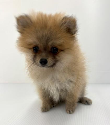 新潟県のポメラニアン (ペットアミ 新発田店/2025年4月12日生まれ/女の子/オレンジ)の子犬の2枚目の画像