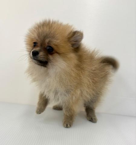 新潟県のポメラニアン (ペットアミ 新発田店/2025年4月12日生まれ/女の子/オレンジ)の子犬の3枚目の画像
