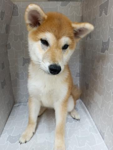 柴犬