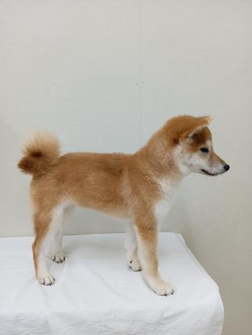 柴犬