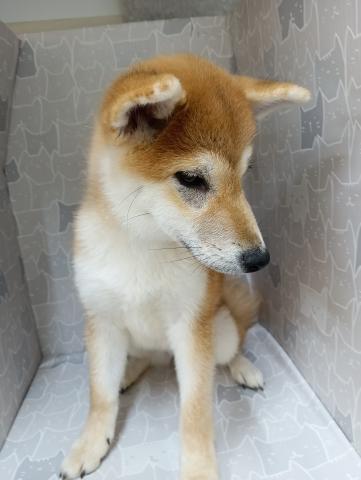 柴犬