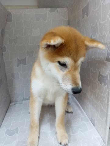 柴犬