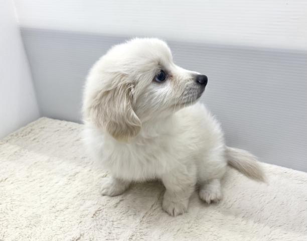 ポメラニアン×ミニチュアダックスフンド