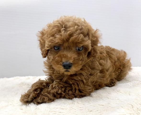 新潟県のトイプードル(トイ) (ペットアミ 新潟西店/2025年3月27日生まれ/男の子/レッド)の子犬の1枚目の画像