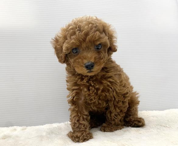 新潟県のトイプードル(トイ) (ペットアミ 新潟西店/2025年3月27日生まれ/男の子/レッド)の子犬の3枚目の画像
