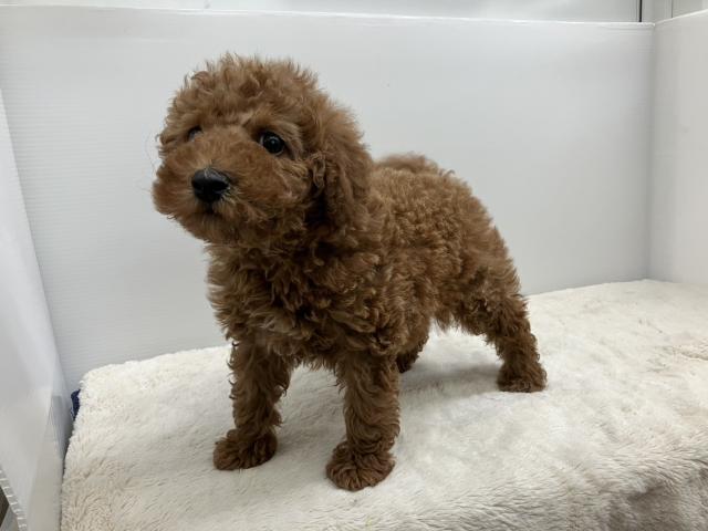 新潟県のトイプードル(トイ) (ペットアミ 新潟西店/2025年3月1日生まれ/男の子/レッド)の子犬の2枚目の画像
