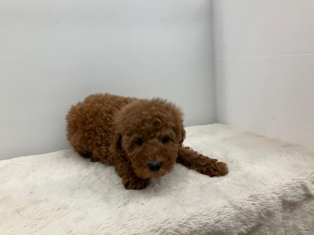 新潟県のトイプードル(トイ) (ペットアミ 新潟西店/2025年3月1日生まれ/男の子/レッド)の子犬の4枚目の画像