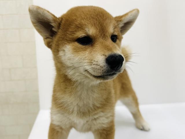 柴犬
