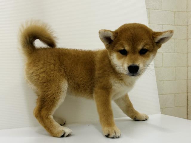 柴犬