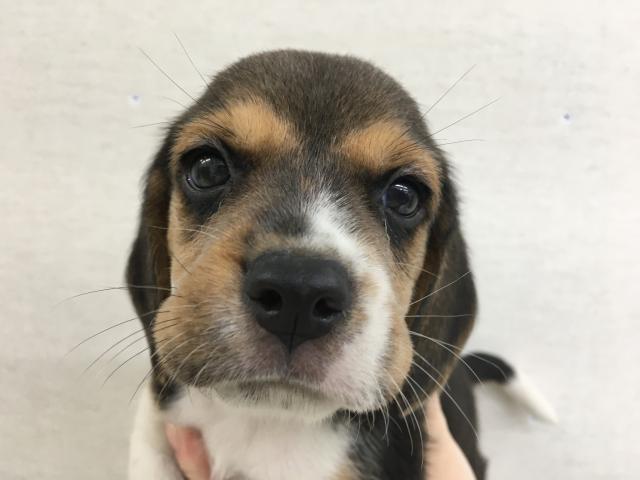 ビーグル子犬