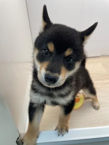 柴犬