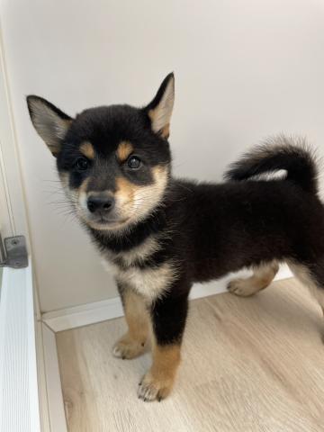 柴犬