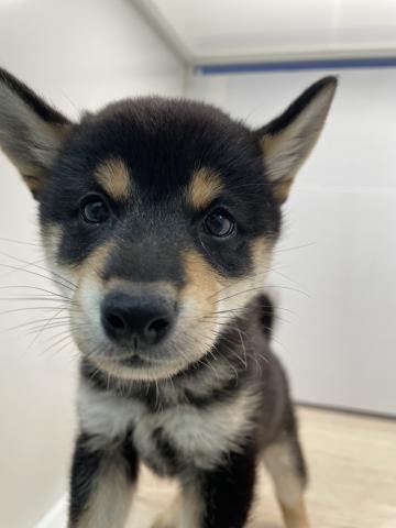 柴犬
