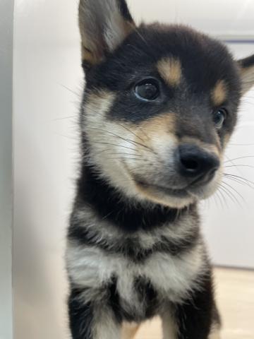 柴犬
