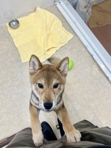 新潟県の柴犬(標準サイズ) (ペットアミ 小千谷店/2025年3月29日生まれ/男の子/赤胡麻)の子犬の2枚目の画像