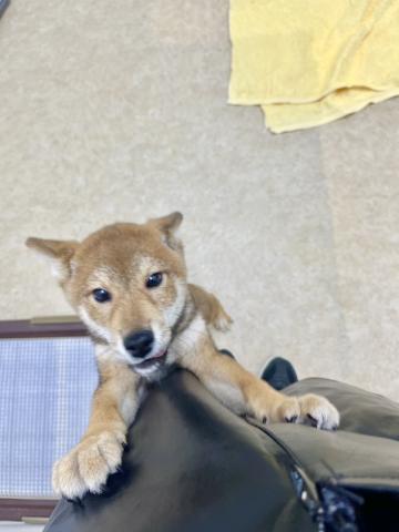 新潟県の柴犬(標準サイズ) (ペットアミ 小千谷店/2025年3月29日生まれ/男の子/赤胡麻)の子犬の3枚目の画像