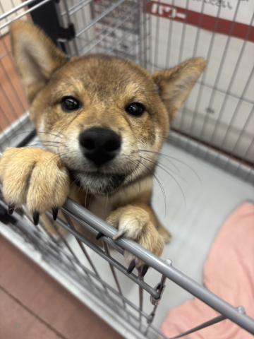 新潟県の柴犬(標準サイズ) (ペットアミ 小千谷店/2025年3月29日生まれ/男の子/赤胡麻)の子犬の4枚目の画像