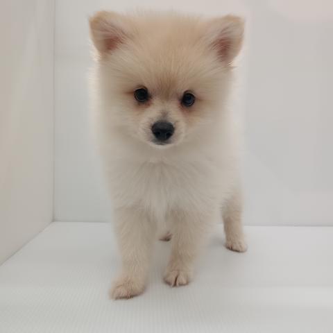 ポメラニアン