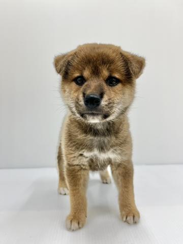 柴犬