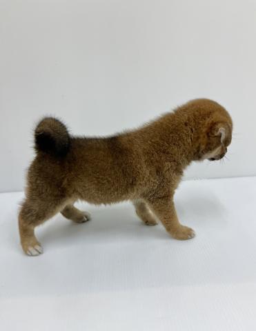 柴犬