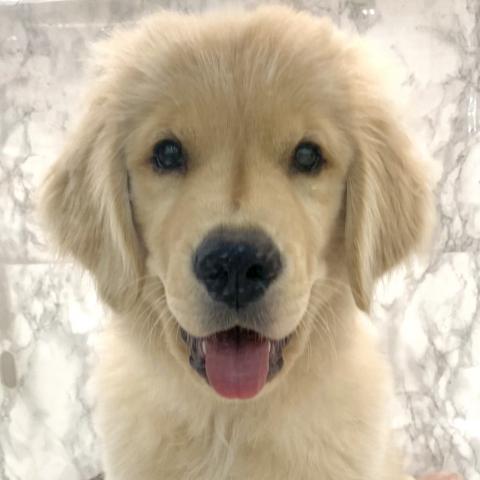 埼玉県のゴールデンレトリバー (NICO PET 三郷店/2025年5月3日生まれ/男の子/ゴールド)の子犬の1枚目の画像