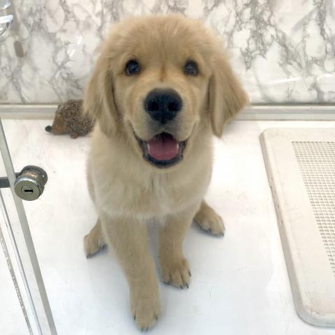 埼玉県のゴールデンレトリバー (NICO PET 三郷店/2025年5月3日生まれ/男の子/ゴールド)の子犬の2枚目の画像