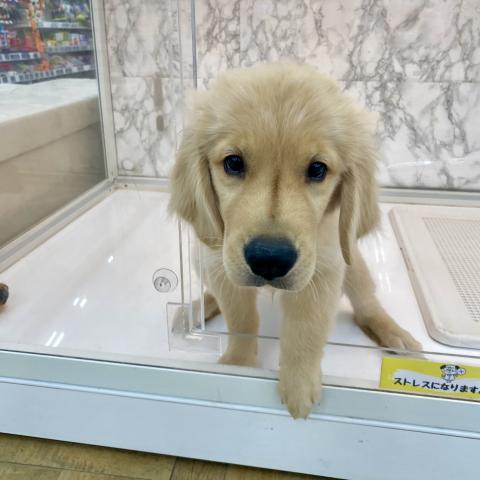 埼玉県のゴールデンレトリバー (NICO PET 三郷店/2025年5月3日生まれ/男の子/ゴールド)の子犬の3枚目の画像