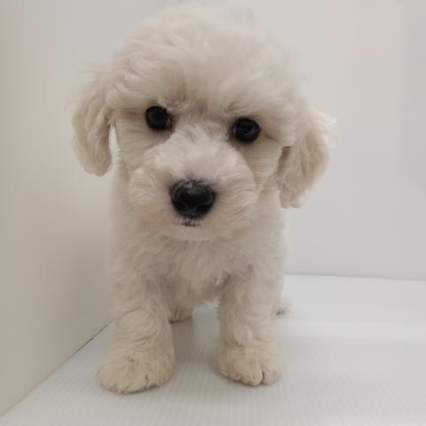 ビションフリーゼ子犬