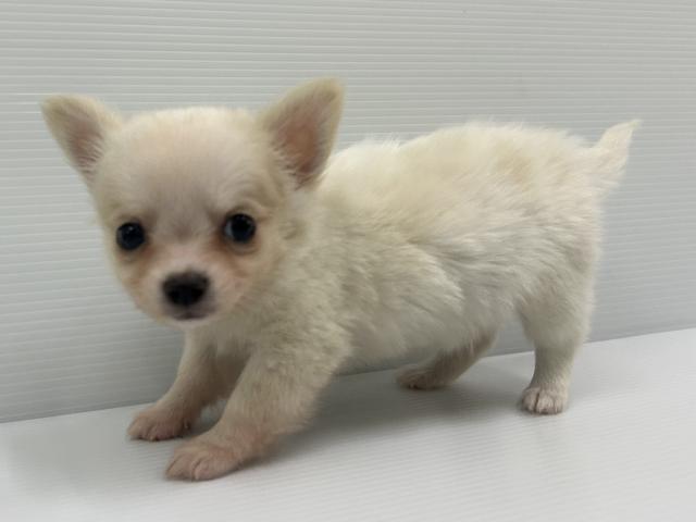 秋田県のチワワ(ロング) (ペットアミ 秋田卸町店/2025年3月27日生まれ/男の子/クリーム)の子犬の2枚目の画像