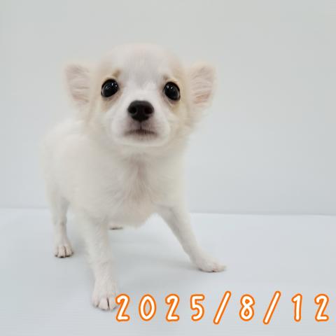 秋田県のチワワ(ロング) (ペットアミ 秋田卸町店/2025年3月27日生まれ/男の子/クリーム)の子犬の4枚目の画像