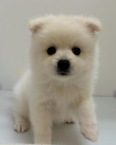 新潟県のハーフ犬・ミックス犬 (ペットアミ 長岡店/2025年6月11日生まれ/男の子/クリーム)の子犬の1枚目の画像