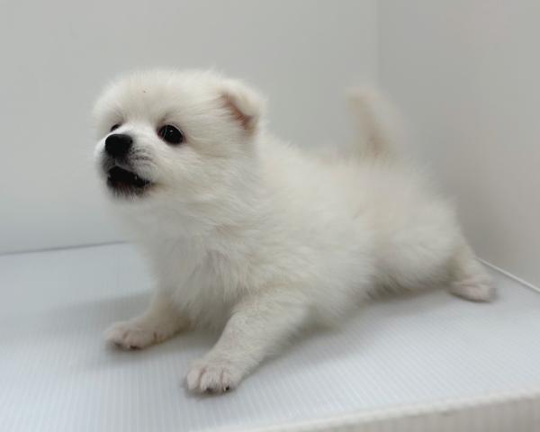 新潟県のハーフ犬・ミックス犬 (ペットアミ 長岡店/2025年6月11日生まれ/男の子/クリーム)の子犬の2枚目の画像
