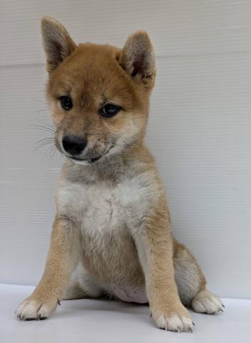 柴犬