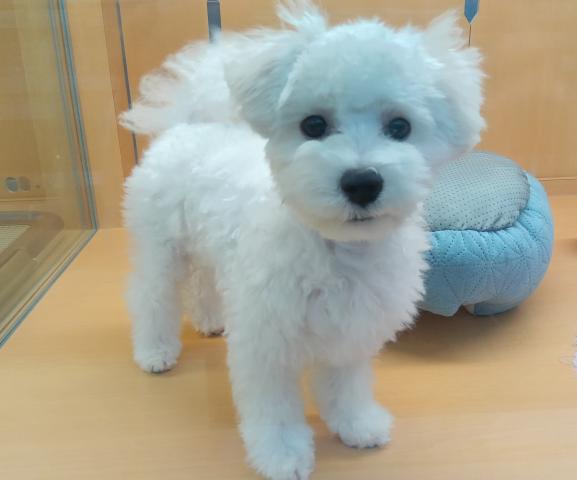 新潟県のマルプー(マルチーズ×プードル) (ペットアミ 六日町店/2025年4月11日生まれ/女の子/ホワイト)の子犬の4枚目の画像
