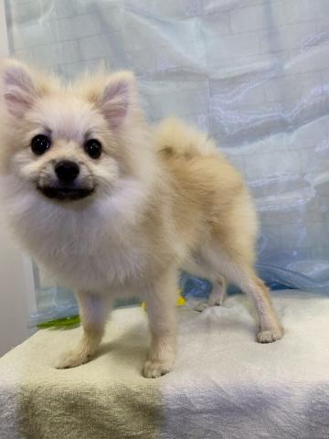 新潟県のポメラニアン (ペットアミ 六日町店/2024年12月28日生まれ/男の子/クリームセーブル)の子犬の1枚目の画像