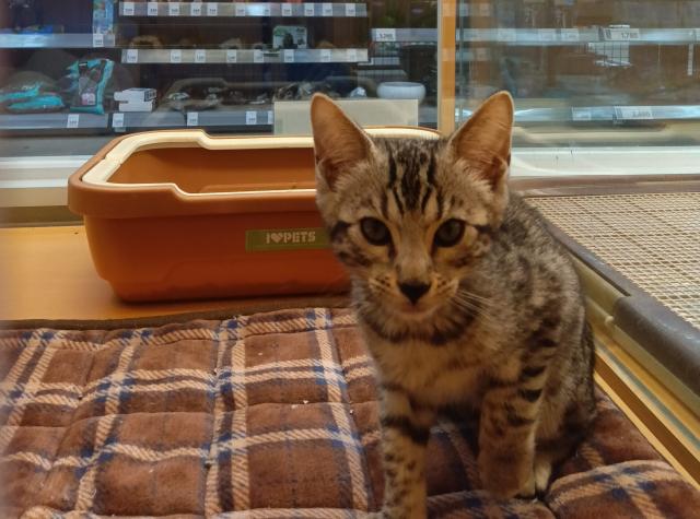 新潟県のジェネッタ (ペットアミ 六日町店/2025年5月20日生まれ/男の子/シルバースポットタビー)の子猫の1枚目の画像