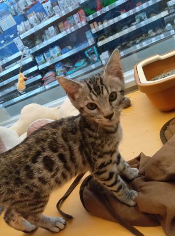 新潟県のジェネッタ (ペットアミ 六日町店/2025年5月20日生まれ/男の子/シルバースポットタビー)の子猫の3枚目の画像