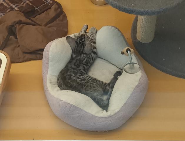 新潟県のジェネッタ (ペットアミ 六日町店/2025年5月20日生まれ/男の子/シルバースポットタビー)の子猫の4枚目の画像