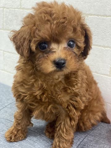 新潟県のトイプードル(トイ) (ペットアミ 六日町店/2025年5月24日生まれ/男の子/レッド)の子犬の1枚目の画像